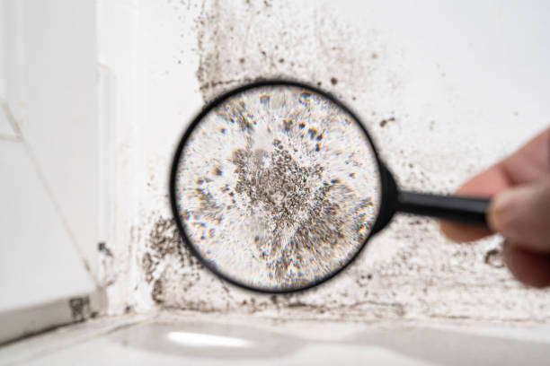 Best Mold Damage Restoration  in Monaca, PA